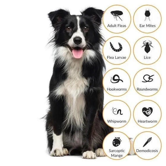 Advocate Dog Over 25kg Exlarge 3 Pack