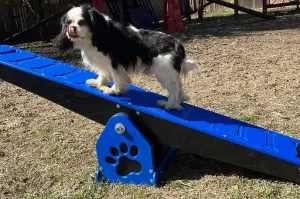 Puppy Scapes Mini See-saw (teeter totter) HDPE