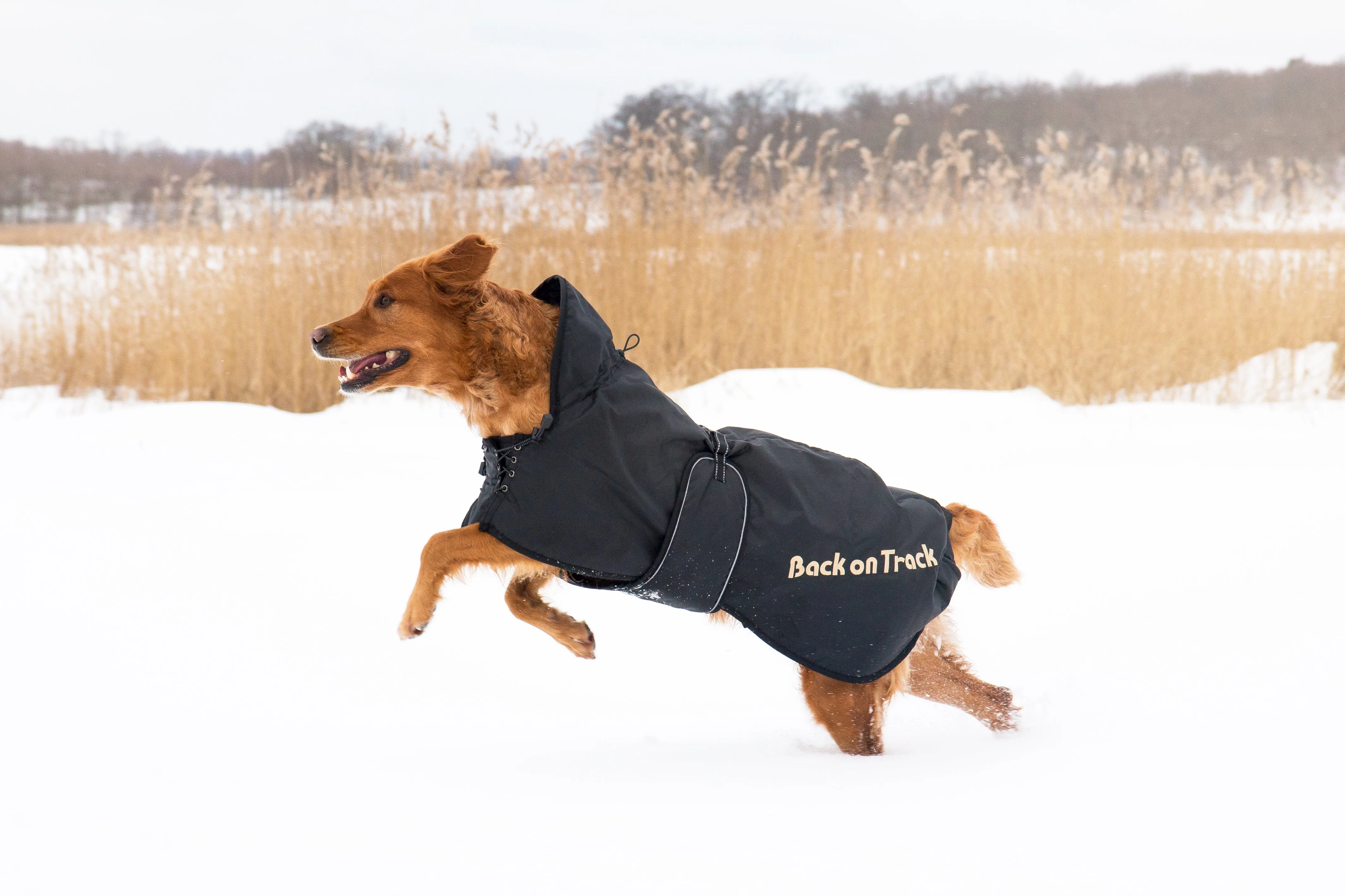 Regular Dog Coat